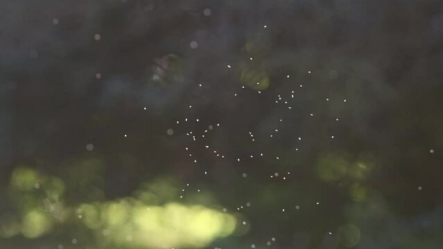 A bunch of little midges fly in the air