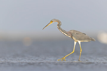 A tricolored heron (Egretta tricolor) foraging at the Texas coast.