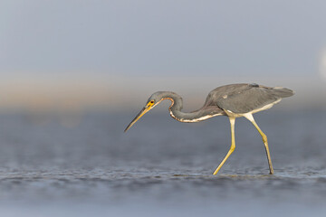 A tricolored heron (Egretta tricolor) foraging at the Texas coast.