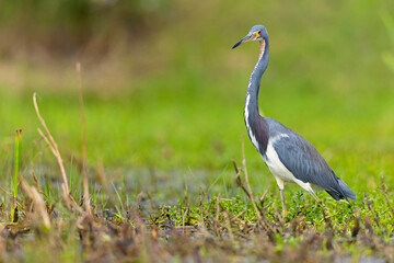 A tricolored heron (Egretta tricolor) foraging at the Texas coast.