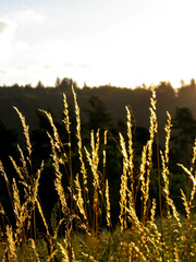 Grass on sunset sky background.