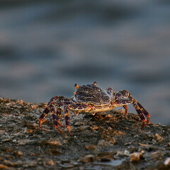 crab3
