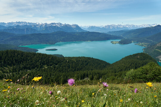 Walchensee mit Blumenwiese im Vordergrund und Bergpanorama im Hintergrund, Bayern, Deutschland