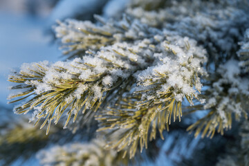 Coniferous twigs on a frosty winter day are covered with hoarfrost and fluffy snow.