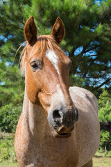 photograph of a beautiful brown horse