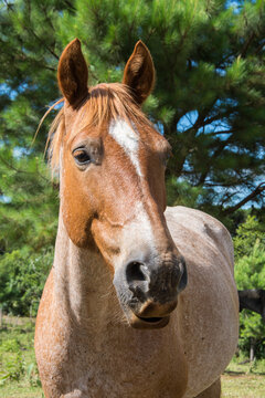 photograph of a beautiful brown horse