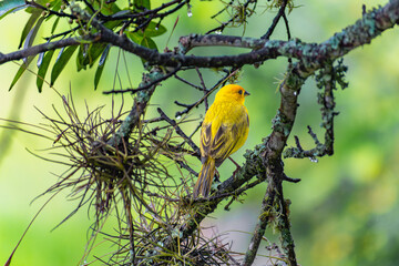 pajaro2