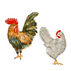 Rooster colorful chicken grey Easter a watercolor