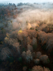 Aerial view of foggy forest with bright sunrise rays shining through branches in autumn mountains.