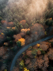 Aerial view of road in beautiful orange forest in low clouds at sunrise in autumn. Colorful landscape with roadway.