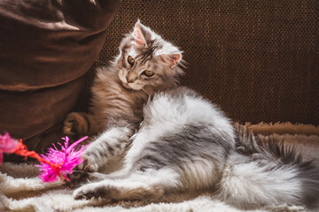 Hauskatze / Wohnungskatze