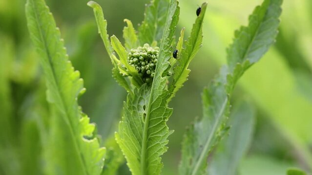 Cruciferous rapeseed fleas on a horseradish leaf
