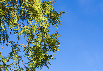 Young coniferous branches in springtime .Thuja branches against a bright blue sky .Natural background