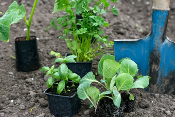 Vegetable and herb sprouts in containers on soil in blue shovel and black soil background close up, gardening concept