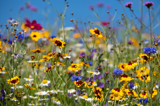 Colourful wildflowers blooming outside Savill Garden, Egham, Surrey, UK, photographed against a clear blue sky.