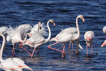 Rosaflamingo (Phoenicopterus roseus)