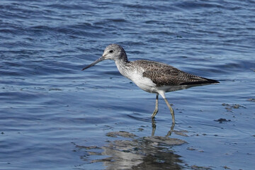 Grünschenkel (Tringa nebularia)