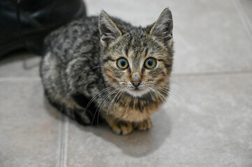 Kitten. Little cute cat at home.