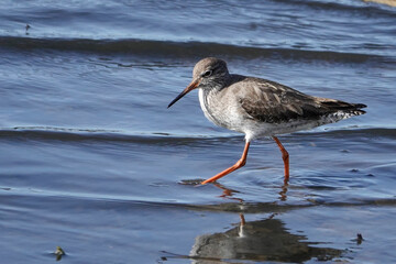 Rotschenkel (Tringa totanus)