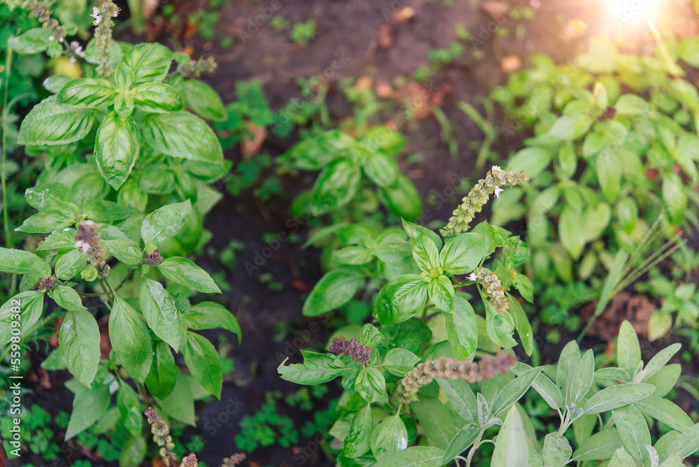 Sticker Basil green plants with flowers growing	