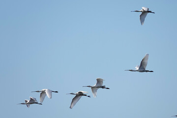 Löffler (Platalea leucorodia)