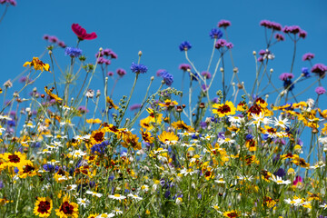 Colourful wildflowers blooming outside Savill Garden, Egham, Surrey, UK, photographed against a clear blue sky.