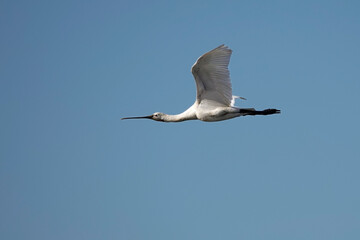 Obraz premium Löffler (Platalea leucorodia)