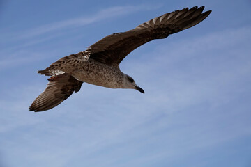 Mittelmeermöwe (Larus michahellis)