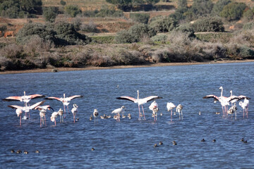 Rosaflamingo (Phoenicopterus roseus)