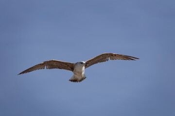 Mittelmeermöwe (Larus michahellis)