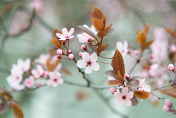 Obraz premium spring flowering tree, sakura, japanese cherry, pink flower, flowers without leaves, background, selective focus, shallow depth of field 
