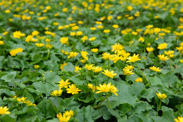 Close up of a buttercup on a bright spring day	