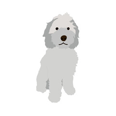 Grey fluffy dog sitting on white background. A white big dog with curly fur vector illustration.