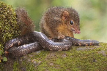 A Javan treeshrew is threatening a pipe snake that enters its territory. This rodent mammal has the scientific name Tupaia javanica.