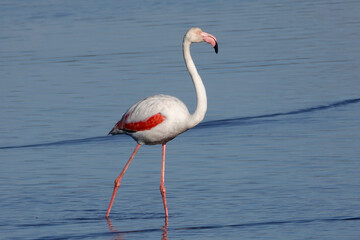 Rosaflamingo (Phoenicopterus roseus)