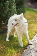 Portrait of a Samoyed dog. Cute dog close up. Dog on a background of green grass. dog in nature       

