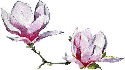 Watercolor Hand Drawn Magnolia Flower Illustration On Transparent background