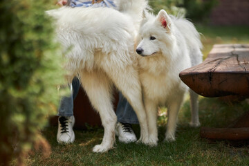 Portrait of a Samoyed dog. Two dogs in nature. Dogs on a walk 