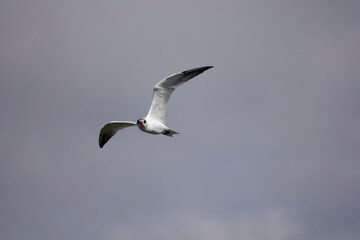 Raubseeschwalbe (Hydroprogne caspia