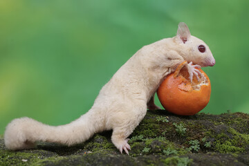 A young albino sugar glider is eating an orange that has fallen on the moss-covered ground. This...