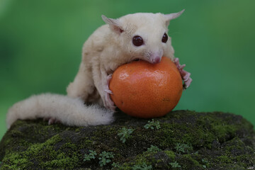 A young albino sugar glider is eating an orange that has fallen on the moss-covered ground. This...