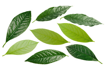 Avocado leaves (Persea americana) isolated png