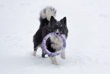 Running Border Collie Dog on Snow Playing with Toy.