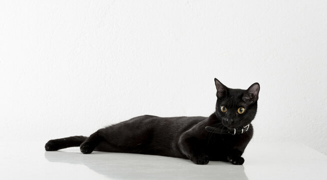 Black Bombay Cat Lying on the White Background.
