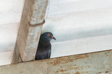 Young pigeon perched hiding on steel beam of the house