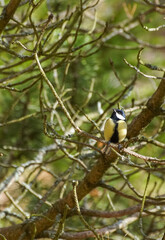 great spotted woodpecker