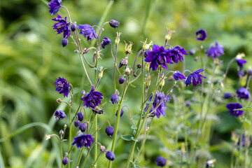 Blue flowers of the two-colored European columbin Blue Barlow. Aquilegia vulgaris plena - obrazy, fototapety, plakaty