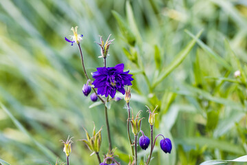Blue flowers of the two-colored European columbin Blue Barlow. Aquilegia vulgaris plena - obrazy, fototapety, plakaty