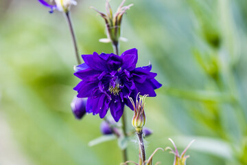 Blue flowers of the two-colored European columbin Blue Barlow. Aquilegia vulgaris plena
