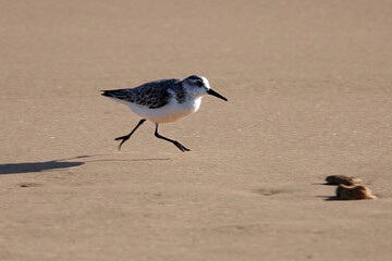 Sanderling